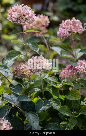 Hortensien Arborescens Incrediball Blush, Sweet Annabelle in Gartenblumen Stockfoto