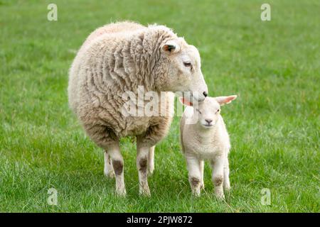 Nahaufnahme eines Mutterschafs oder weiblichen Schaffes, das im Frühling ihr junges Lamm pflegt, mit Blick auf die Kamera. Konzept: Mutterliebe. Sauberer, grüner Hintergrund. Yorkshi Stockfoto