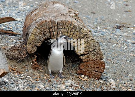 Magellanischer Pinguin, Pinguinera Seno Otway Park, Punta Arenas, Chile Stockfoto