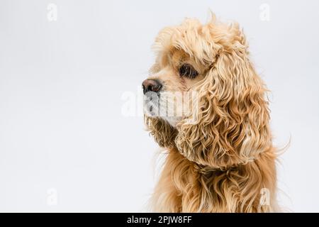 Nahaufnahme des Kopfes eines amerikanischen Cocker Spaniel vor weißem Hintergrund. Stockfoto