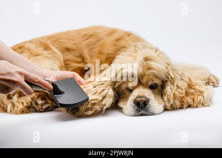 Der Pfleger pflegt einen verlogenen amerikanischen Cocker Spaniel vor einem weißen Hintergrund. Weibliche Hand kämmt die Ohren eines Hundes. Stockfoto