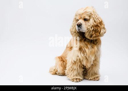 Der süße, flauschige amerikanische Cocker Spaniel sitzt vor einem weißen Hintergrund. Stockfoto