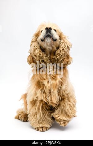 Der süße, flauschige amerikanische Cocker Spaniel sitzt vor einem weißen Hintergrund. Der Hund bellt auf weißem Hintergrund. Stockfoto