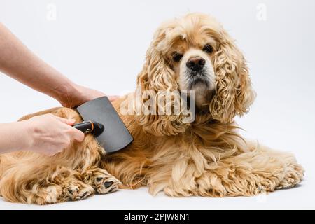 Der Pfleger pflegt einen verlogenen amerikanischen Cocker Spaniel vor einem weißen Hintergrund. Weibliche Hand kämmt den Rücken des Hundes. Stockfoto