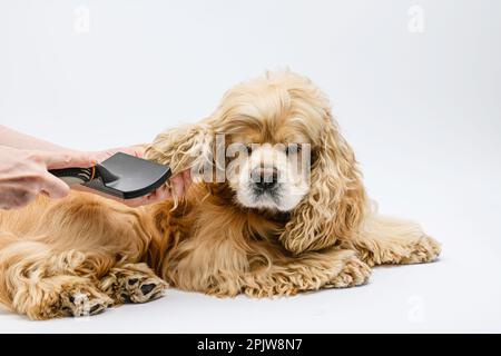 Der Pfleger pflegt einen verlogenen amerikanischen Cocker Spaniel vor einem weißen Hintergrund. Weibliche Hand kämmt die Ohren eines Hundes. Stockfoto
