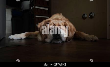 Seltsamer labrador-Hund Stockfoto