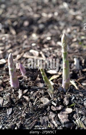 Spargelspieße wachsen im Frühling norfolk england Stockfoto