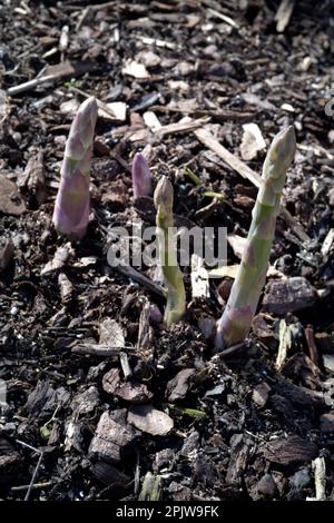 Spargelspieße wachsen im Frühling norfolk england Stockfoto