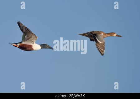 Die zwei Enten schweben durch einen klaren, blauen Himmel. Stockfoto