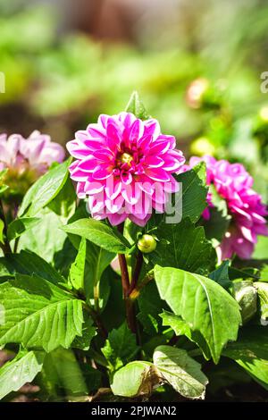 Rosafarbene Blume auf grünem, verschwommenem Hintergrund. Blühende Dahlienblüten im Garten. Foto mit geringer Schärfentiefe. Stockfoto
