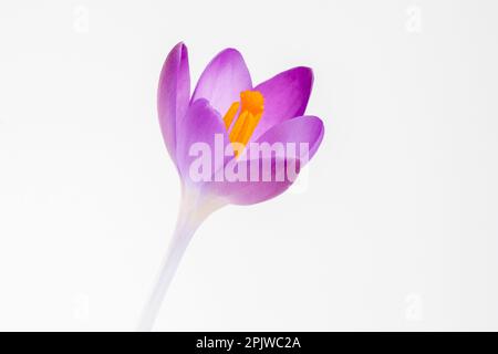 Nahaufnahme eines Crocus tommasinianus vor weißem Hintergrund Stockfoto