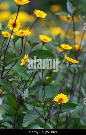 Falsche Sonnenblumen, Heliopsis helianthoides scabra Sommernächte, gelbe Blüten, braune Mitte Stockfoto