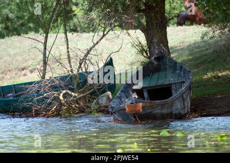 Wilde, menschliche und aquatische Natur im Ökosystem des Donaudeltas: Zwei alte hölzerne Fischerboote, die an einem der Ufer eines Kanals im Donaudelta zurückgelassen wurden. Stockfoto