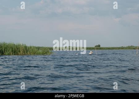 Wilde und aquatische Natur im Ökosystem des Donaudeltas, größtenteils von Feuchtgebieten und Wasser bedeckt, bestehend aus Sümpfen, Kanälen, Bachläufen und Seen. Stockfoto