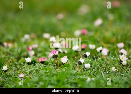 Englische Gänseblümchen im niedrigen Gras, Nahaufnahme. Am Morgentau. Mit Wassertropfen auf Blättern und Blütenblättern. Gattung Bellis perennis. Trencin, Slowakei Stockfoto