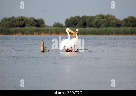 Wilde und aquatische Natur im Ökosystem des Donaudeltas: Zwei Pelikane, die auf einem Zweig in der Mitte eines Sees sitzen. Stockfoto