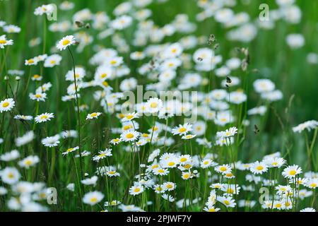 Weiße Ochsenblüten oder Margueritenblüten auf der Wiese. Gattung Lucanthemum vulgare. Trencin, Slowakei. Stockfoto