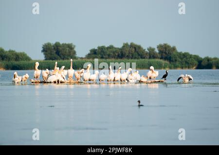 Wilde und aquatische Natur im Ökosystem des Donaudeltas: Gruppe von Pelikanen und Kormoran, die auf einer kleinen Insel mitten im See ruhen. Stockfoto