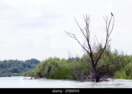 Wilde und aquatische Natur im Ökosystem Donaudelta: Ein Kormoran, der auf den Ästen eines trockenen Baumes im Donaudelta sitzt. Stockfoto