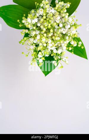 Lilie des Tals, Convallaria majalis mit weißem Hintergrund Stockfoto