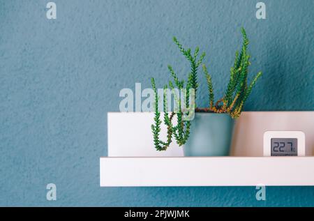 Weißes Regal mit schöner Zimmerpflanze und Digitalthermometer an blau-grünen Wänden im Zimmer. Modernes Kompositionskonzept des Kopierraums im Designraum. Stockfoto