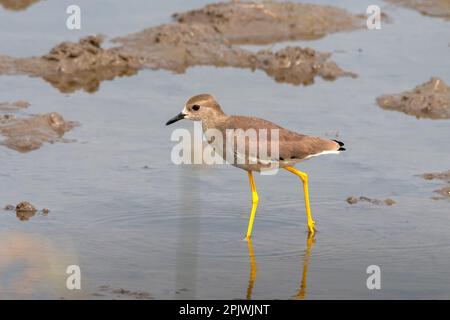 Weißschwanzpfeifer oder Weißschwanzpfeifer (Vanellus leucurus) bei Nalsarovar in Gujarat, Indien Stockfoto