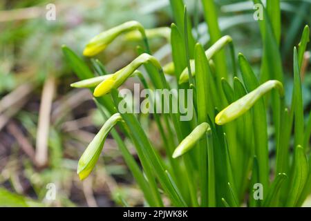 Eine Gruppe frischer junger Narzissen oder Narzisse mit gelben Knospen im Frühling in einem Garten. Stockfoto