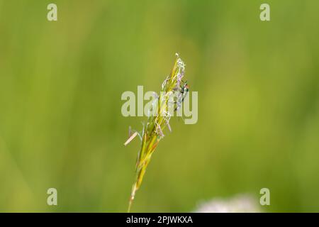 Zweifleckenkäfer ( Malachius bipustulatus ) auf einer grünen Pflanze Stockfoto