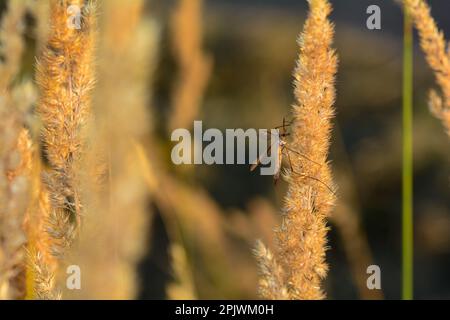 Große Kranfliege ( Tipulidae ) im Sonnenlicht auf einer Pflanze Stockfoto
