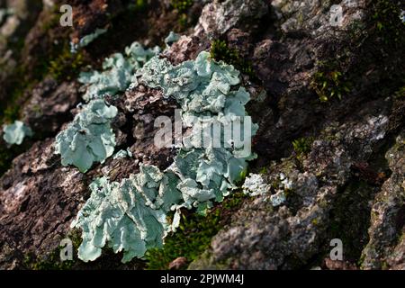 Ausflug in die Hügel des Hinterlands von Genua, Ligurien, Italien im Januar. Stockfoto