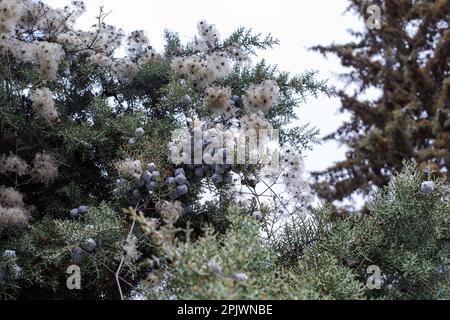 Melaleuca linariifolia. Melaleuca linariifolia ist eine Pflanze aus der Myrtenfamilie Myrtaceae. Es ist allgemein als schneebedecktes, schmalblättriges paperb bekannt Stockfoto