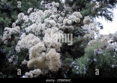 Melaleuca linariifolia. Melaleuca linariifolia ist eine Pflanze aus der Myrtenfamilie Myrtaceae. Es ist allgemein als schneebedecktes, schmalblättriges paperb bekannt Stockfoto