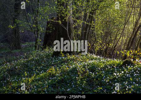 Am späten Nachmittag in einem Frühlingswald mit einem Blumenteppich (Anemonen) Stockfoto