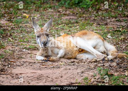 Rotes Känguru (Osphranter rufus), das im Sand ruht. Queensland, Australien Stockfoto
