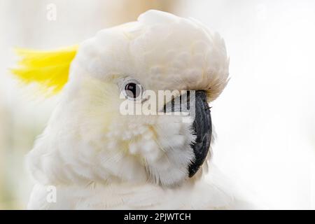 Schwefel-crested Kakadu (Cacatua Galerita) Stockfoto