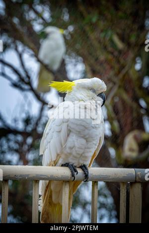 Schwefelkakadu (Cacatua galerita), hoch oben auf der Schiene im Regen. Bunya Mountains, Queensland, Australien Stockfoto