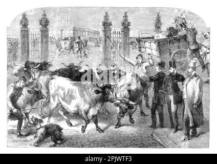 Inspektion importierter Rinder im Jahr 1865 auf dem Metropolitan Viehmarkt (später Caledonian Market), gleich neben der Caledonian Road in der Gemeinde Islington, erbaut von der City of London Corporation und im Juni 1855 von Prinz Albert eröffnet. Der Markt ergänzte den Fleischmarkt in Smithfield und wurde eingerichtet, um die Schwierigkeiten bei der Haltung lebender Rinder an diesem Standort zu beseitigen. Stockfoto