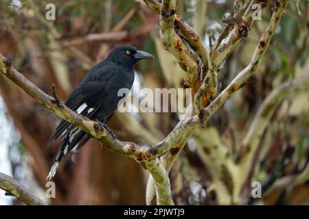 Stechcurrawong (Strepera graculina) auf einem Eukalyptusbaum-Ast. Bunya Mountains, Queensland, Australien Stockfoto