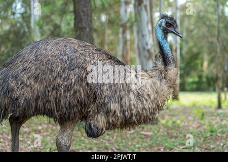 Dreiviertelportrait der WWU (Dromaius novaehollandiae) Stockfoto