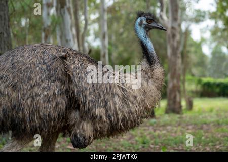 Dreiviertelportrait der WWU (Dromaius novaehollandiae) Stockfoto