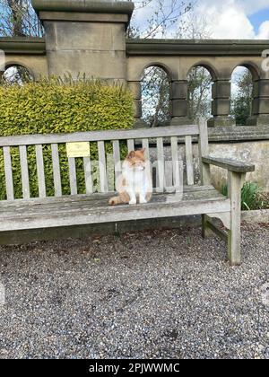Eine Katze am Rand einer rustikalen Holzbank, die in die Ferne blickt Stockfoto