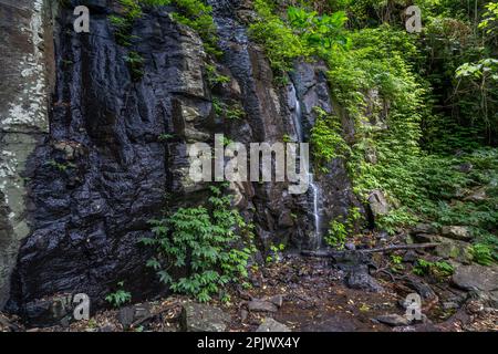 Paradise Falls, Bunya Mountains National Park, Queensland Australien Stockfoto