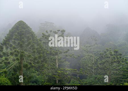 Bunya-Kiefern (Araucaria bidwillii), umgeben von Nebel im Bunya Mountains-Nationalpark, Queensland, Australien Stockfoto