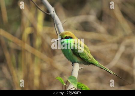 Der wunderschöne asiatische Grünbienenfresser (merops orientalis) sitzt auf einem Zweig, westbengalisch in indien Stockfoto