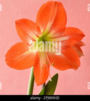 Schöne gestreifte Barbados Lily - Hippeastrum-Rutilum-Blume Stockfoto