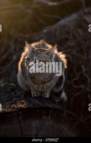 Eine heimische Tabby-Katze auf einem rustikalen Holzbrett, die sich im warmen Sonnenlicht sonnt Stockfoto