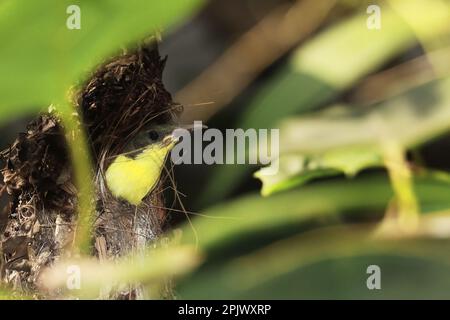 Junglila Sonnenvogel (Cinnyris asiaticus) im Nest in einem indischen tropischen Regenwald, süße Vogelküke in freier Wildbahn Stockfoto