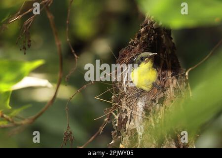 Junglila Sonnenvogel (Cinnyris asiaticus) im Nest in einem indischen tropischen Regenwald, süße Vogelküke in freier Wildbahn Stockfoto