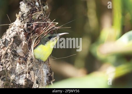 Junglila Sonnenvogel (Cinnyris asiaticus) im Nest in einem indischen tropischen Regenwald, süße Vogelküke in freier Wildbahn Stockfoto