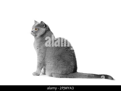 Die britische Kurzhaarblaue Katze sitzt wunderschön auf weißem Hintergrund und sieht interessiert aus. Graue Vollblüter-schöne Katze mit großen orangefarbenen Augen Stockfoto
